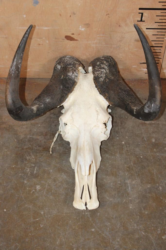BLACK WILDEBEEST Euro Cut Skull: BLACK WILDEBEEST Euro Cut Skull. It has a 16.75" Spread and is in Good Condition. TAXIDERMY SKULLS 