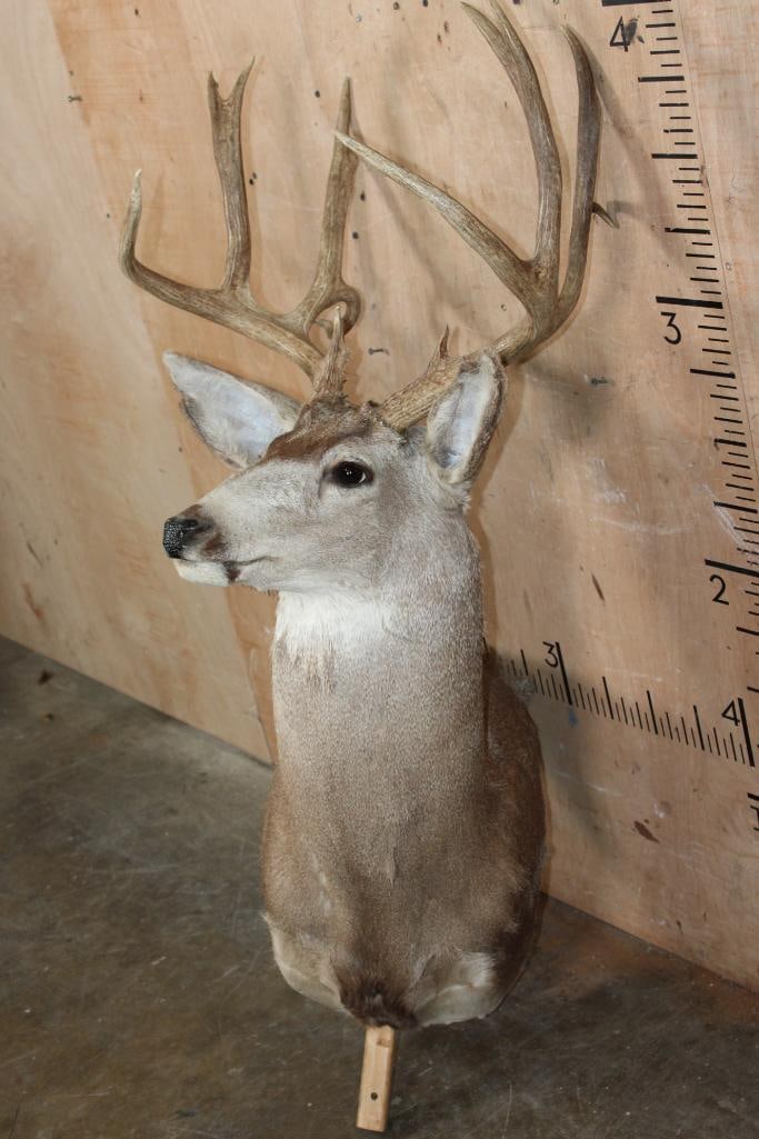 12-Point MULE DEER Pedestal Mount with No Pedestal - 2