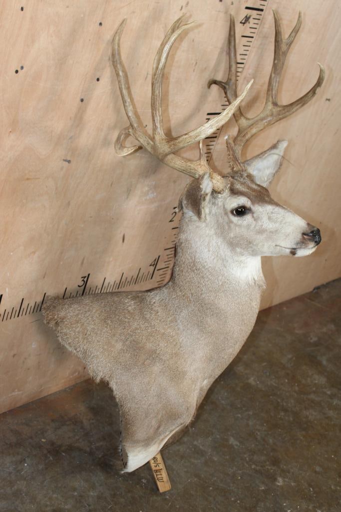 12-Point MULE DEER Pedestal Mount with No Pedestal - 3