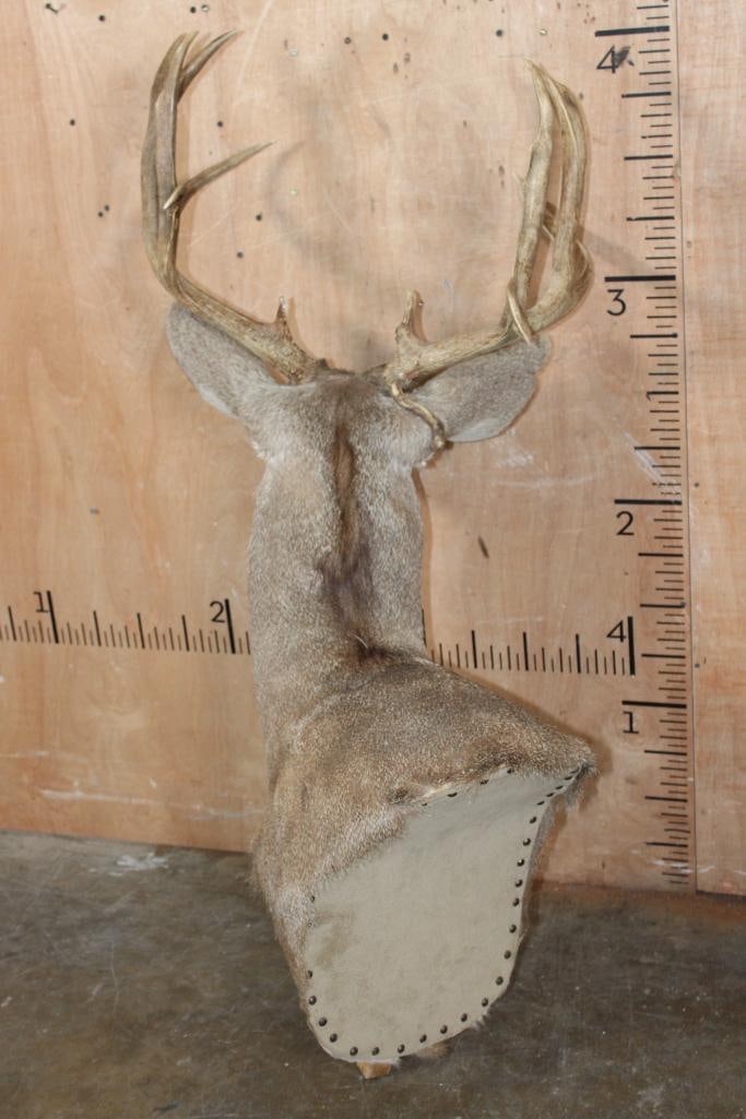 12-Point MULE DEER Pedestal Mount with No Pedestal - 4