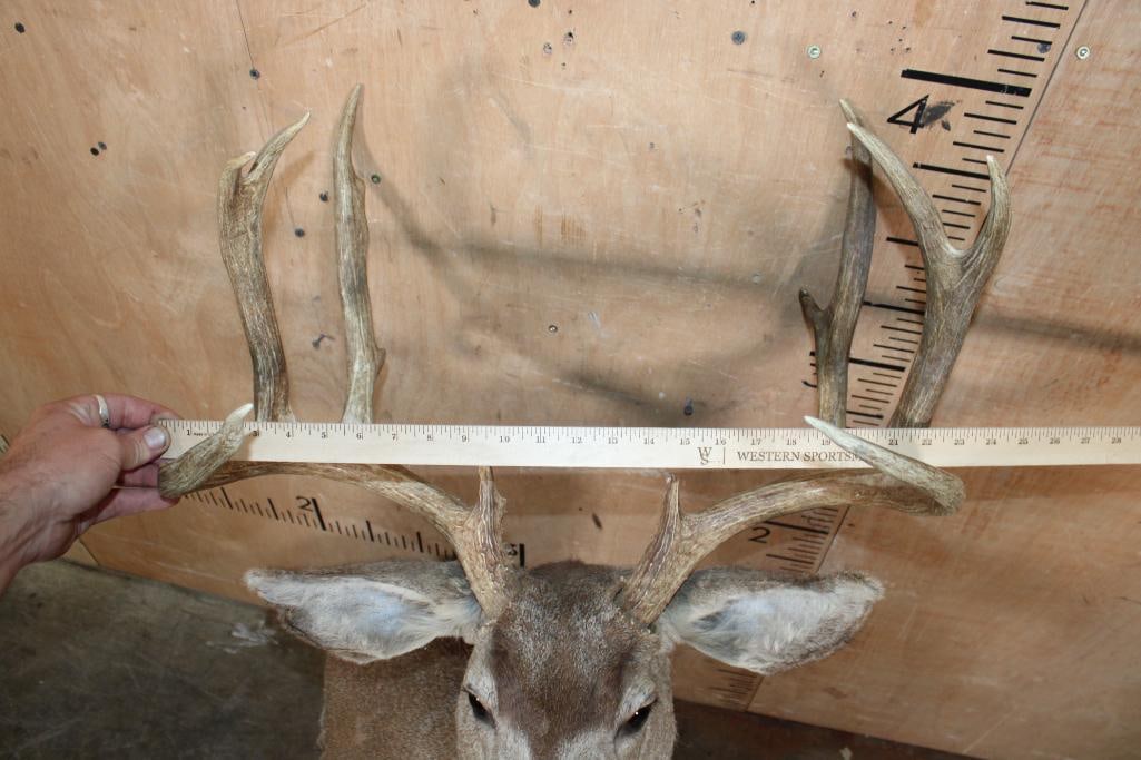 12-Point MULE DEER Pedestal Mount with No Pedestal - 5