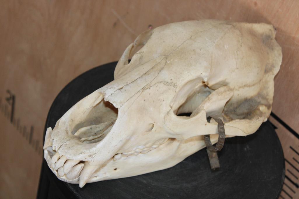 BROWN BEAR Skull - 2