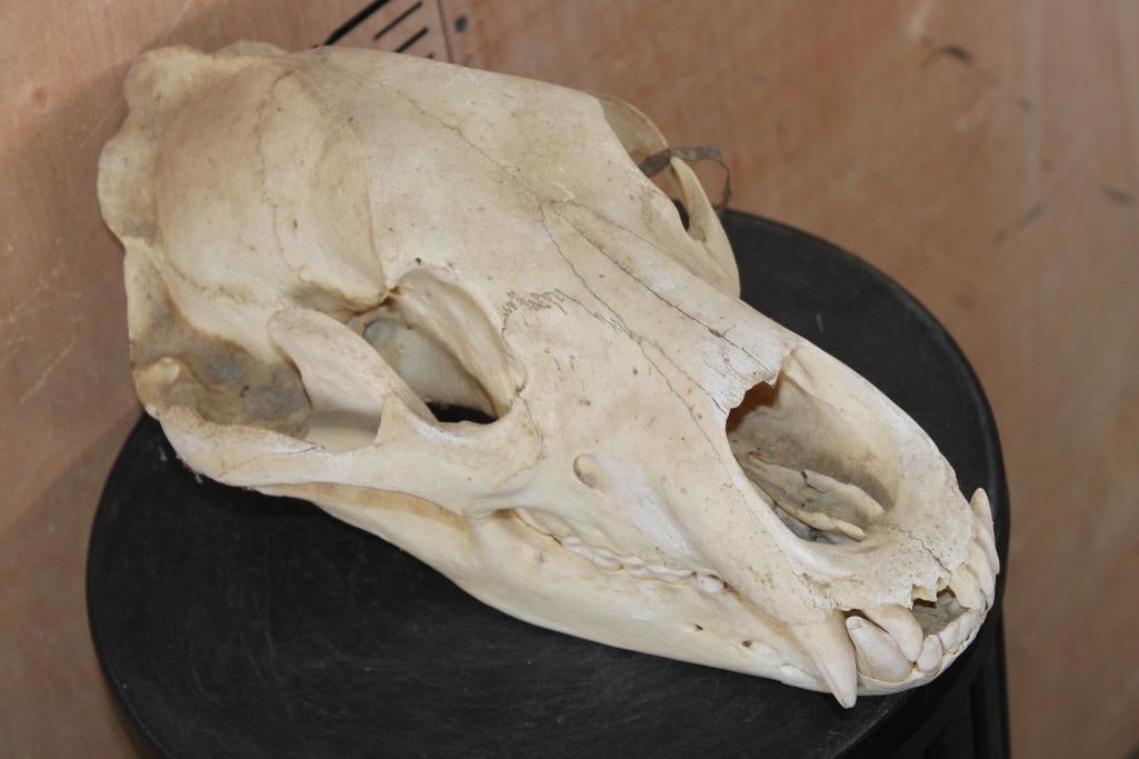 BROWN BEAR Skull - 3