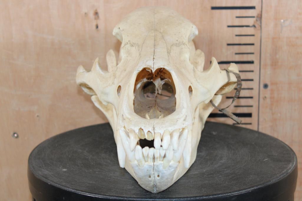 BROWN BEAR Skull - 4