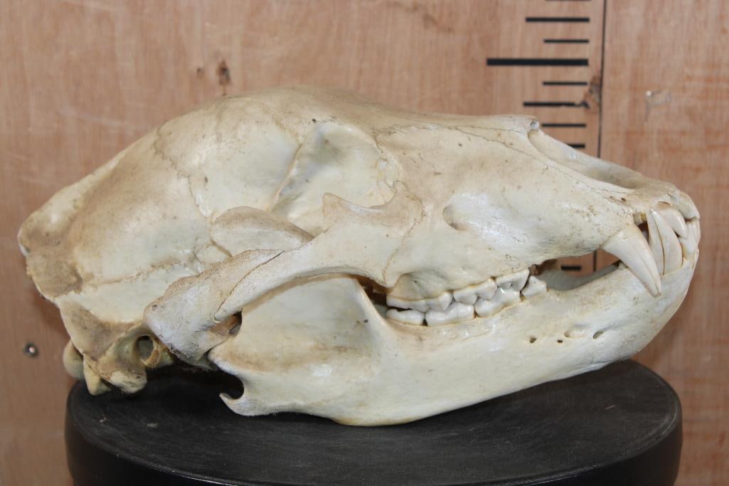 BROWN BEAR Skull - 5