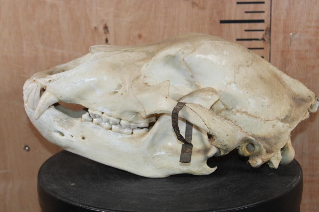 BROWN BEAR Skull - 6