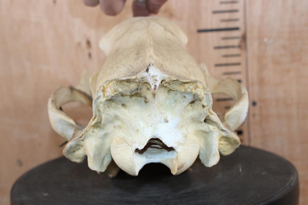 BROWN BEAR Skull - 7