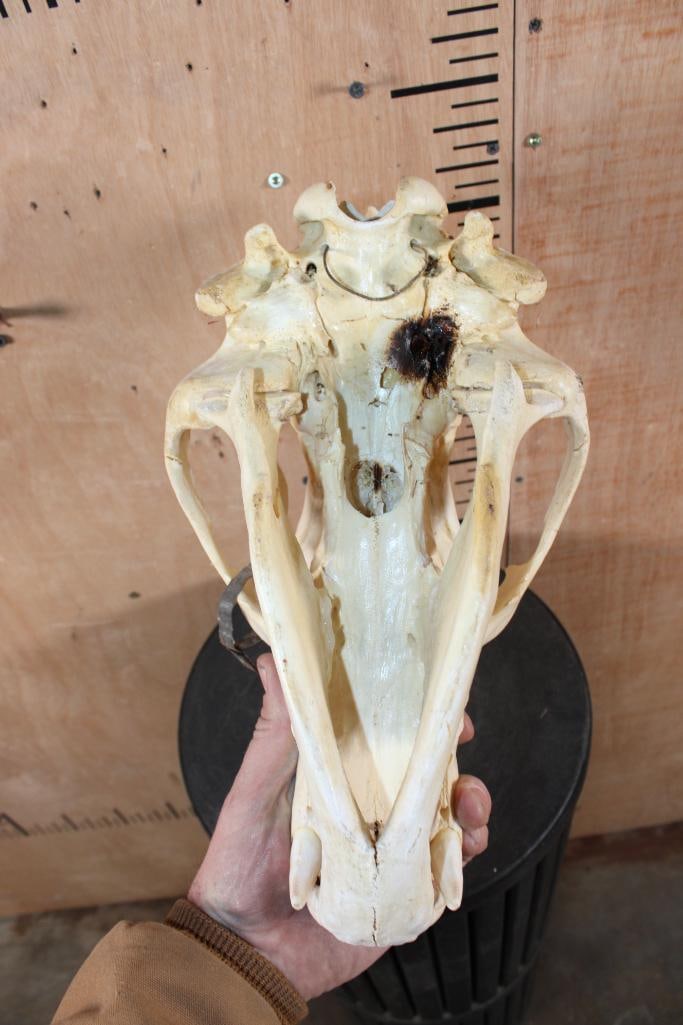 BROWN BEAR Skull - 8