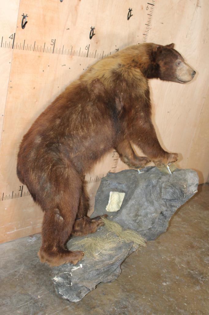 Big Life-sized Cinnamon Phase BLACK BEAR on a Decorative Rock Wall Hanging Base - 2