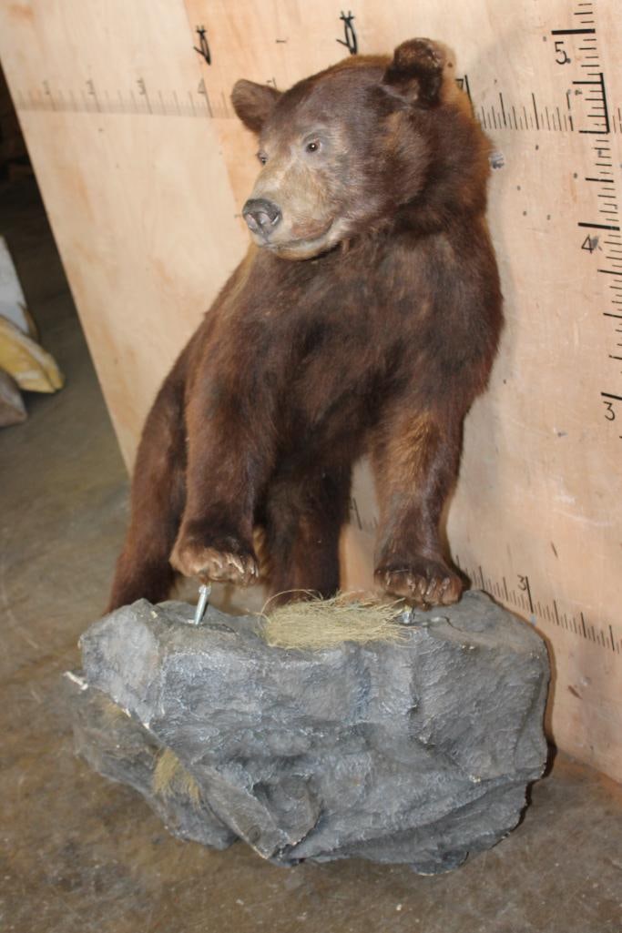 Big Life-sized Cinnamon Phase BLACK BEAR on a Decorative Rock Wall Hanging Base - 3