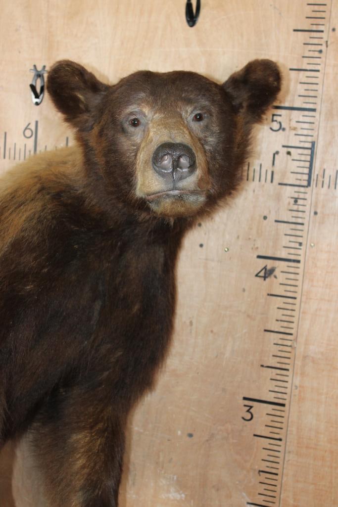 Big Life-sized Cinnamon Phase BLACK BEAR on a Decorative Rock Wall Hanging Base - 4