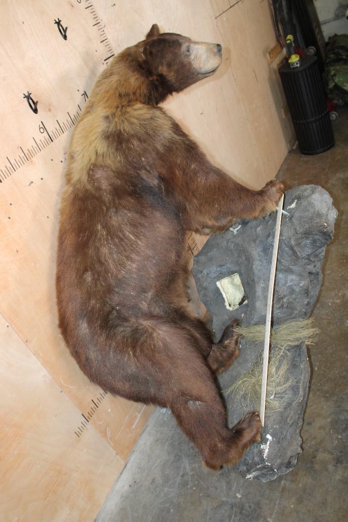 Big Life-sized Cinnamon Phase BLACK BEAR on a Decorative Rock Wall Hanging Base - 9