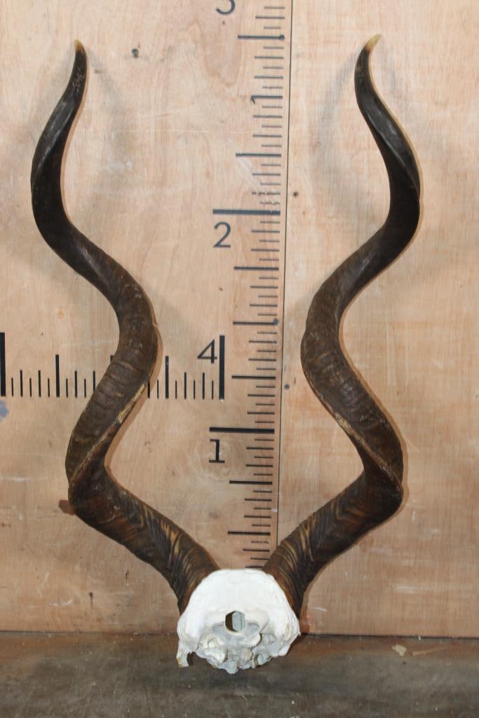 Set of KUDU Horns on a Skull Cap - 2