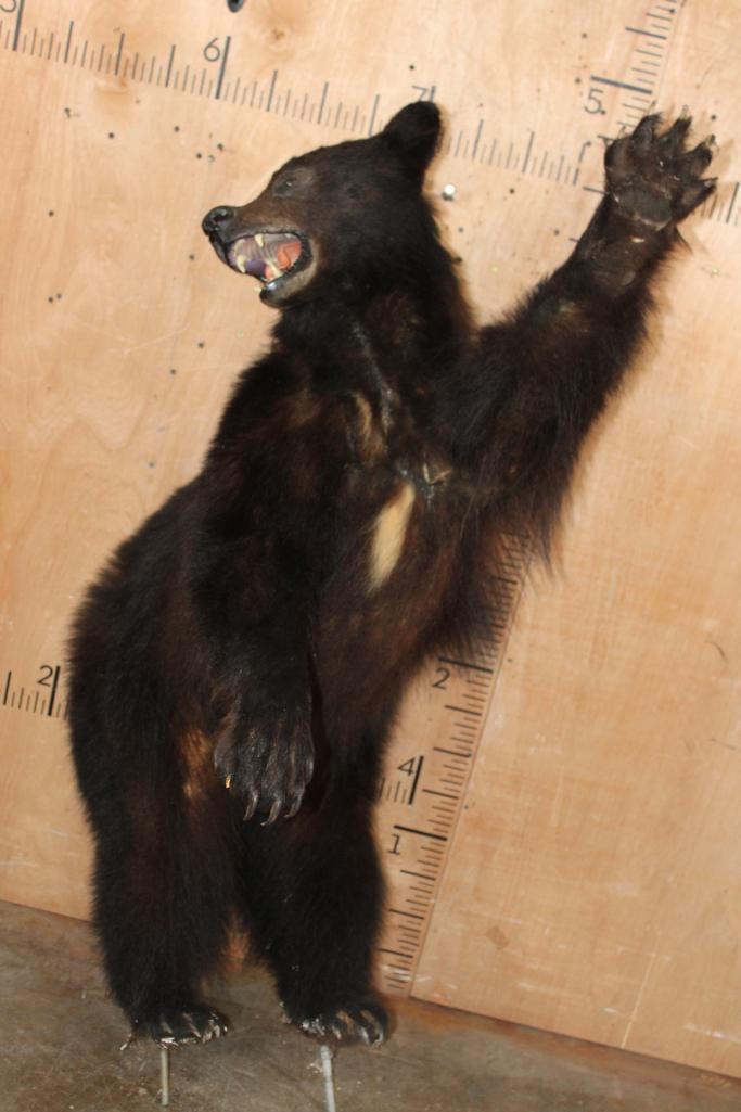 Life-sized BLACK BEAR on Bolts with No Base - 2