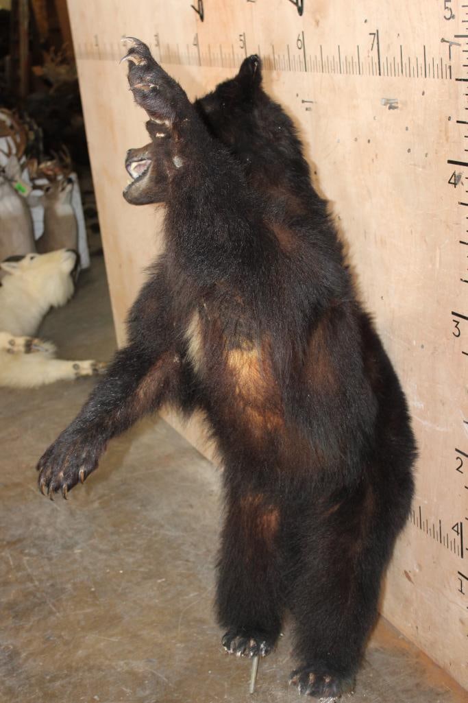 Life-sized BLACK BEAR on Bolts with No Base - 3