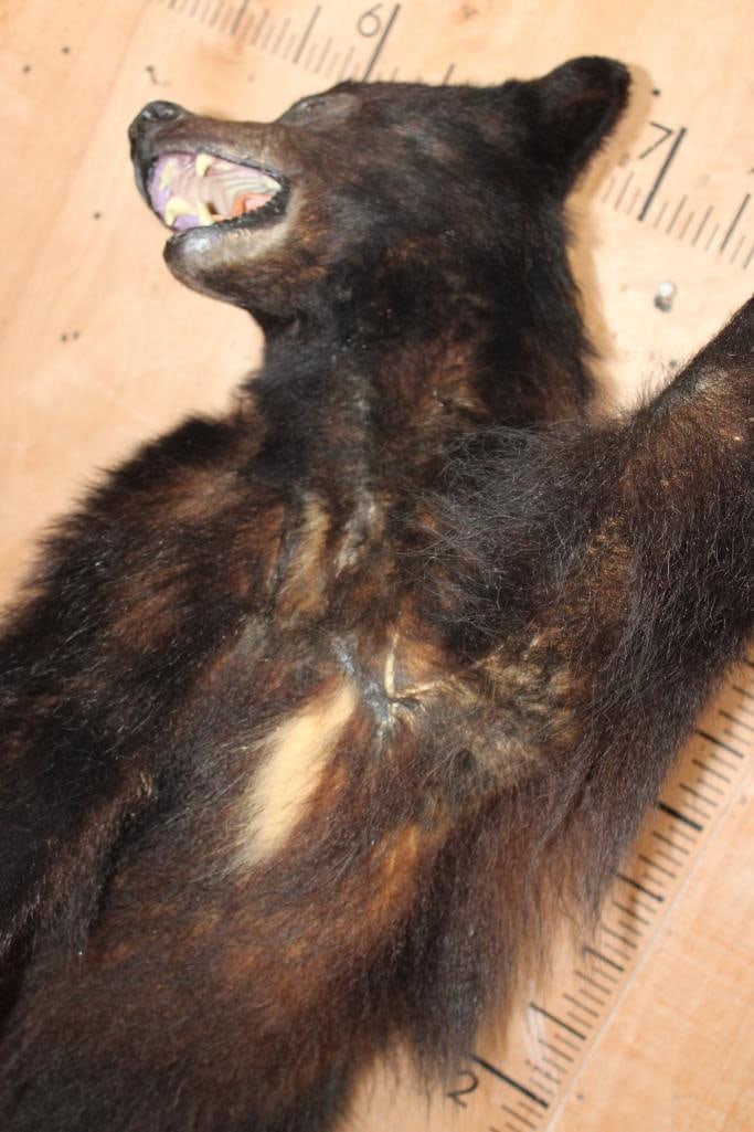Life-sized BLACK BEAR on Bolts with No Base - 4