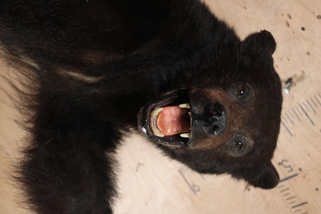 Life-sized BLACK BEAR on Bolts with No Base - 5