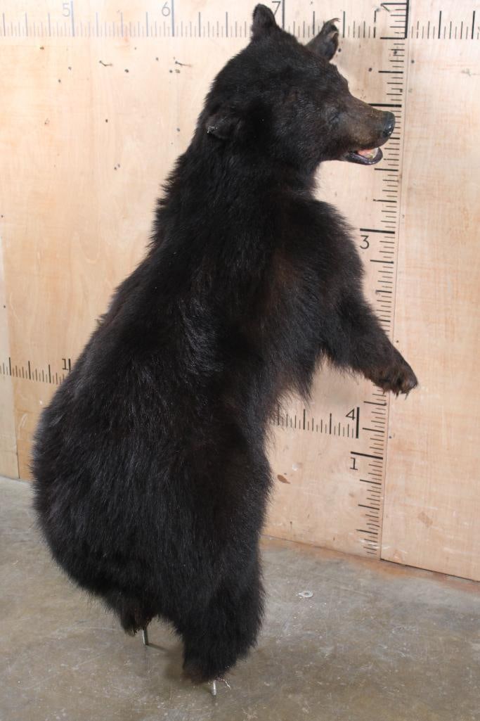 Life-sized BLACK BEAR on Bolts with No Base - 6