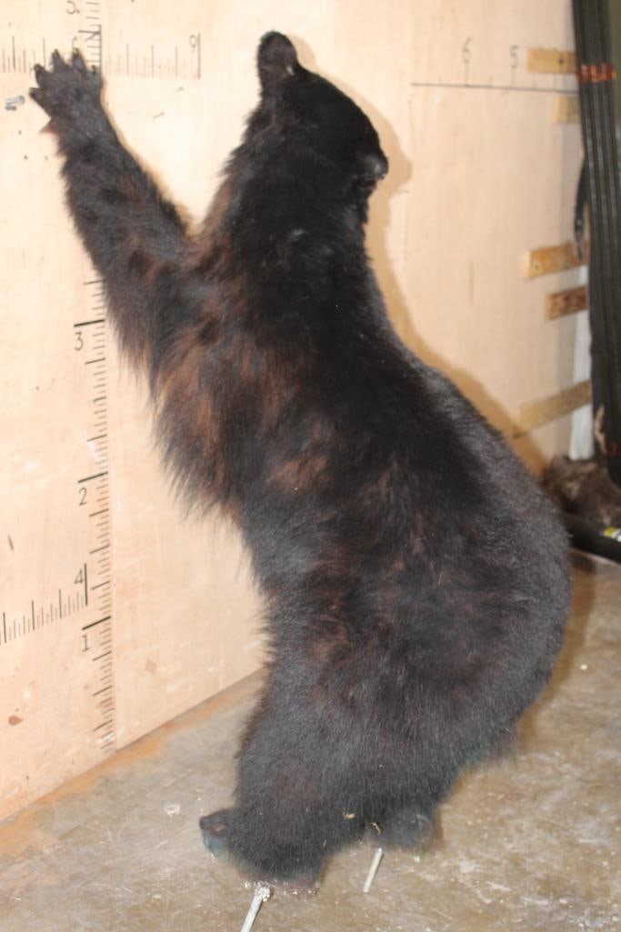 Life-sized BLACK BEAR on Bolts with No Base - 7