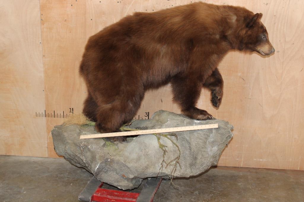 Life-sized Cinnamon Phase BLACK BEAR on a Rock Wall Hanging Base - 2