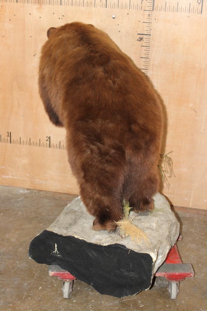 Life-sized Cinnamon Phase BLACK BEAR on a Rock Wall Hanging Base - 7