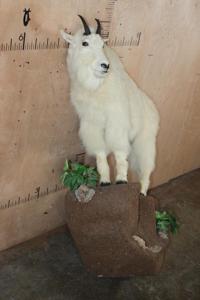 Life-sized MOUNTAIN GOAT on a Decorative Rock Wall Hanging Base - 2