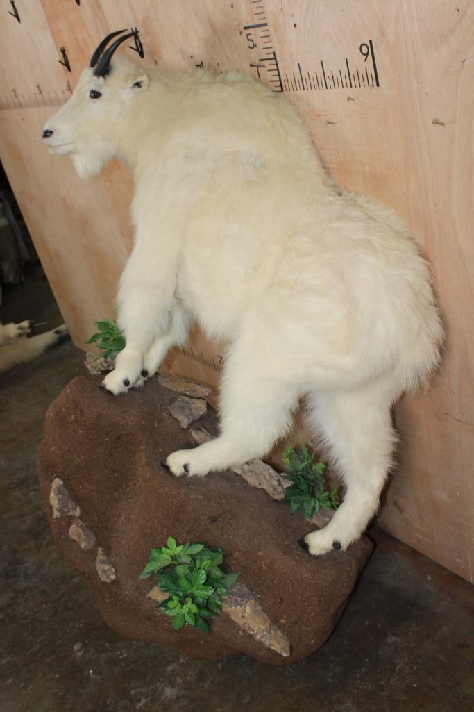 Life-sized MOUNTAIN GOAT on a Decorative Rock Wall Hanging Base - 3