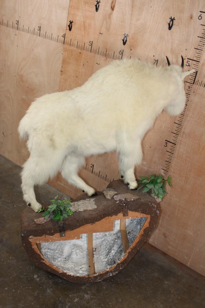 Life-sized MOUNTAIN GOAT on a Decorative Rock Wall Hanging Base - 5