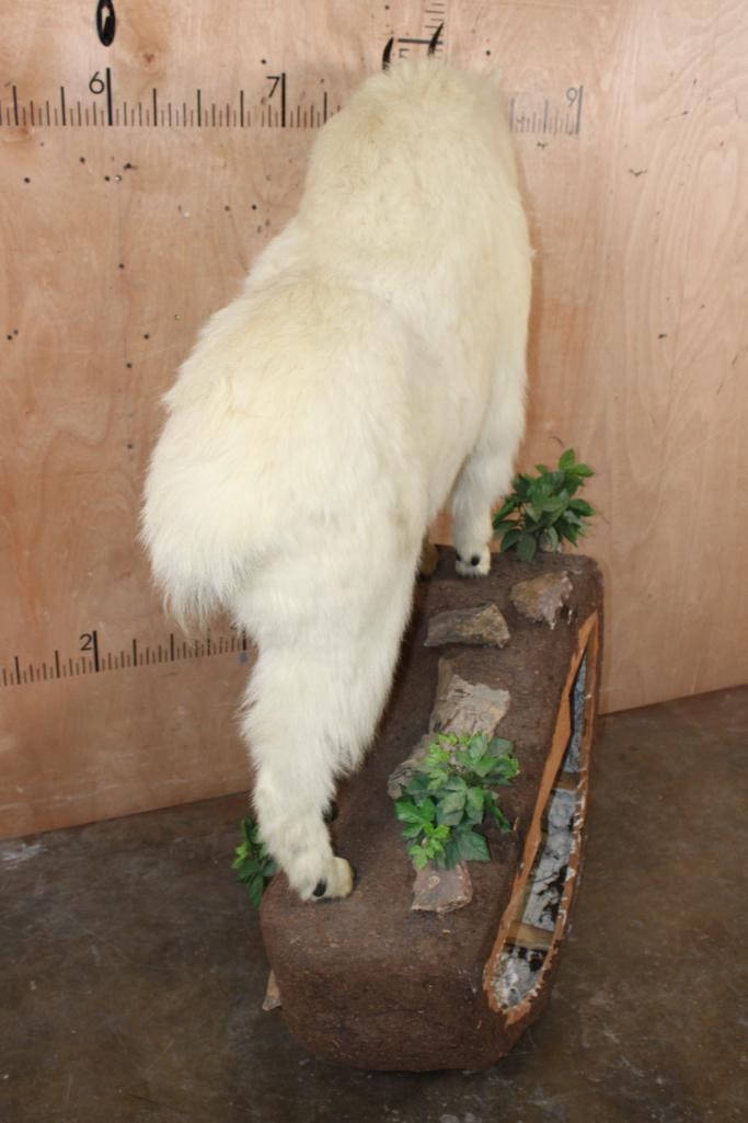 Life-sized MOUNTAIN GOAT on a Decorative Rock Wall Hanging Base - 6