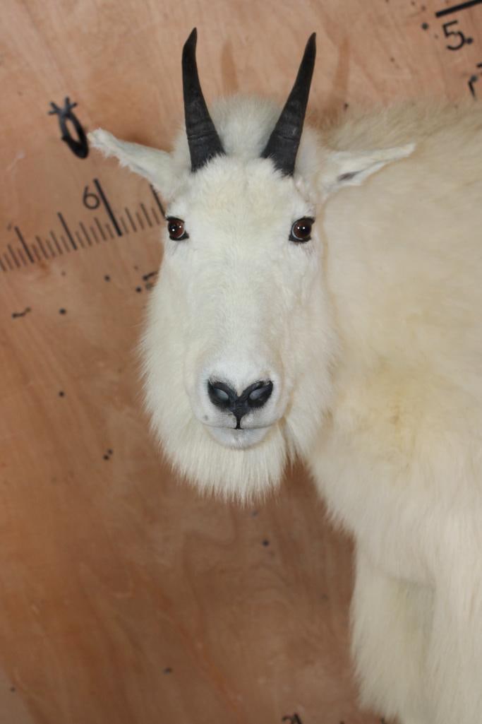 Life-sized MOUNTAIN GOAT on a Decorative Rock Wall Hanging Base - 7
