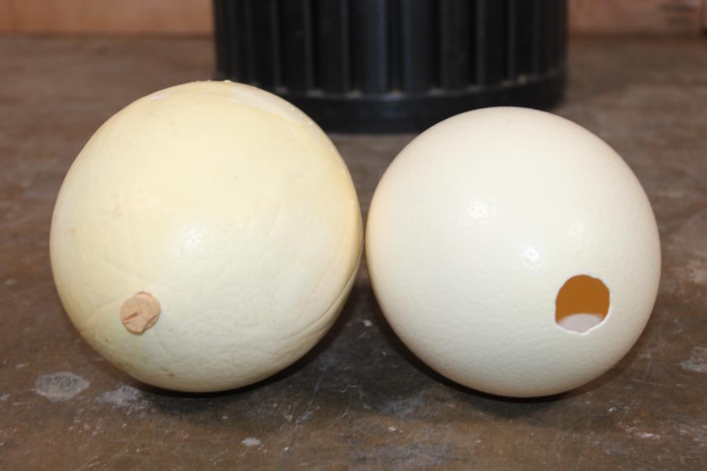 (2) Large OSTRICH Shells - 2