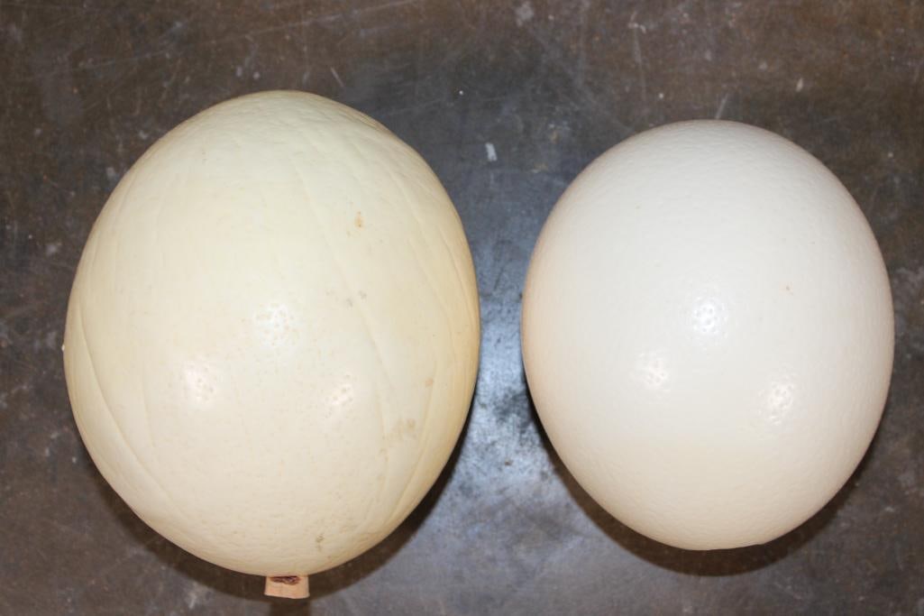 (2) Large OSTRICH Shells - 3