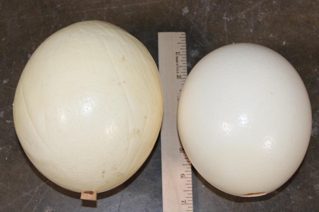 (2) Large OSTRICH Shells - 4