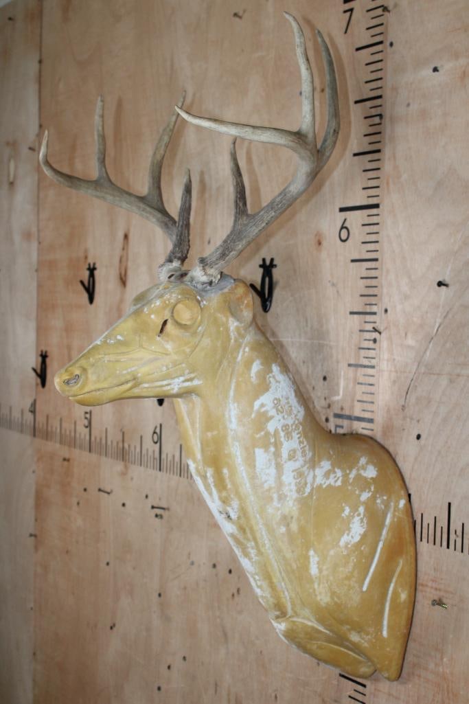 Taxidermy Form for a WHITETAIL DEER Mount with an 8-Point Antler Rack - 2