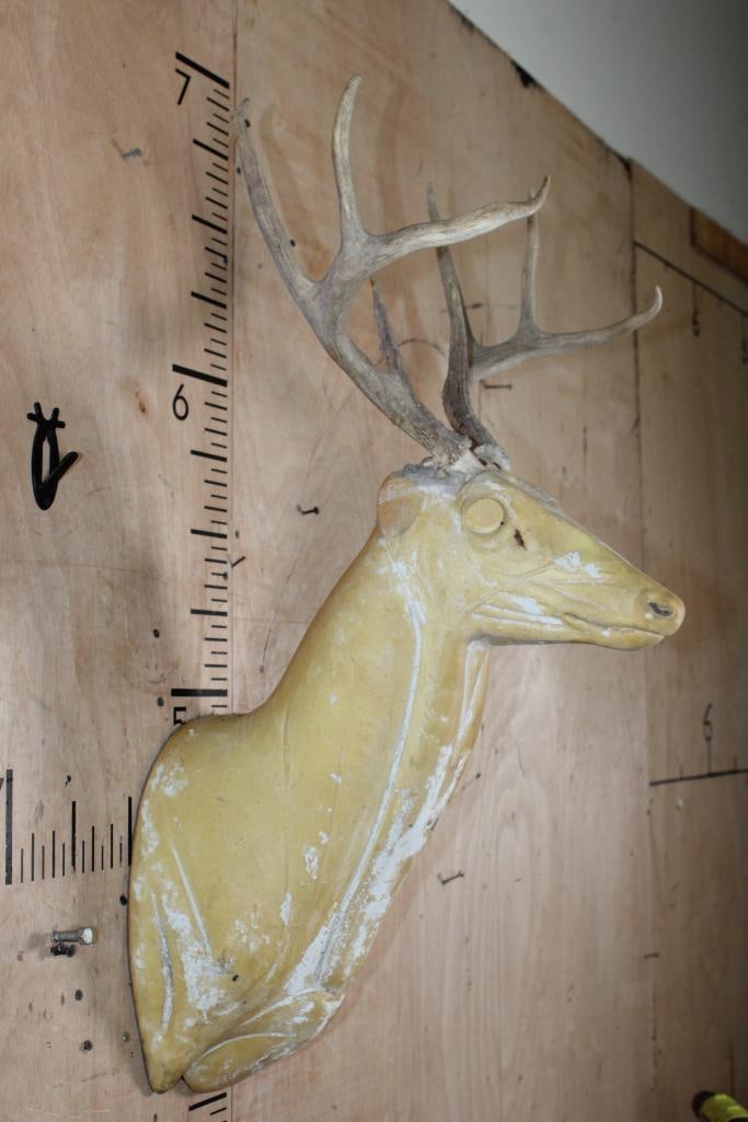 Taxidermy Form for a WHITETAIL DEER Mount with an 8-Point Antler Rack - 3