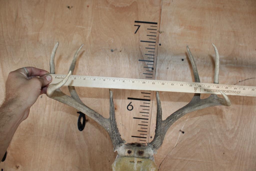 Taxidermy Form for a WHITETAIL DEER Mount with an 8-Point Antler Rack - 4