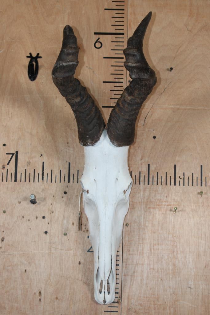 Big Euro Cut RED HARTEBEEST Skull: Nice and Big Euro Cut RED HARTEBEEST Skull. It is in Good Condition. TAXIDERMY SKULLS 