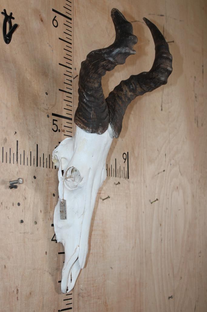 Big Euro Cut RED HARTEBEEST Skull - 2