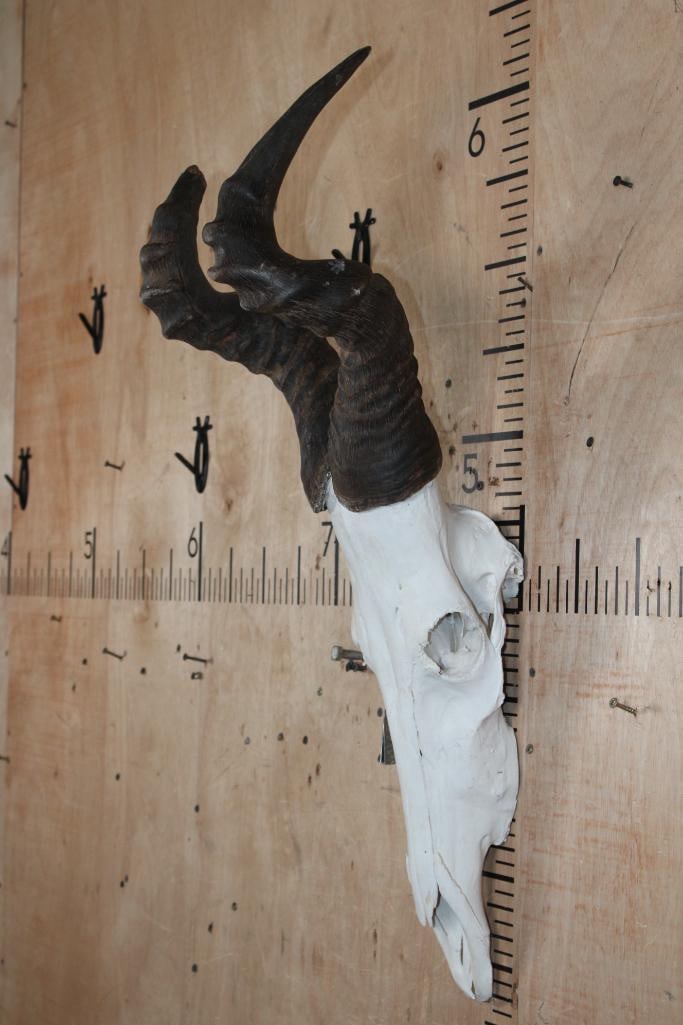 Big Euro Cut RED HARTEBEEST Skull - 3