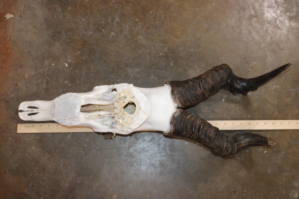 Big Euro Cut RED HARTEBEEST Skull - 4