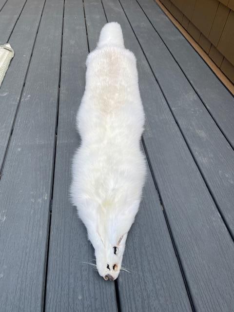 *New* XXL Soft and Tanned ARCTIC FOX Hide, Fur, or Skin - 2