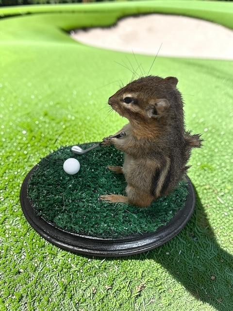 *New* Life-sized "Golfing" CHIPMUNK on a Putting Green Base - 3