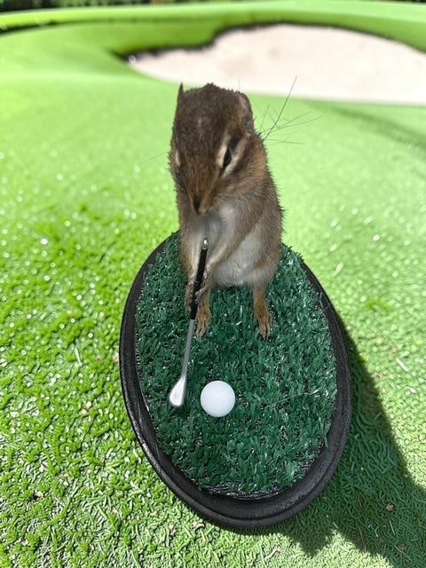 *New* Life-sized "Golfing" CHIPMUNK on a Putting Green Base - 4