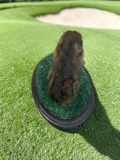*New* Life-sized "Golfing" CHIPMUNK on a Putting Green Base - 5