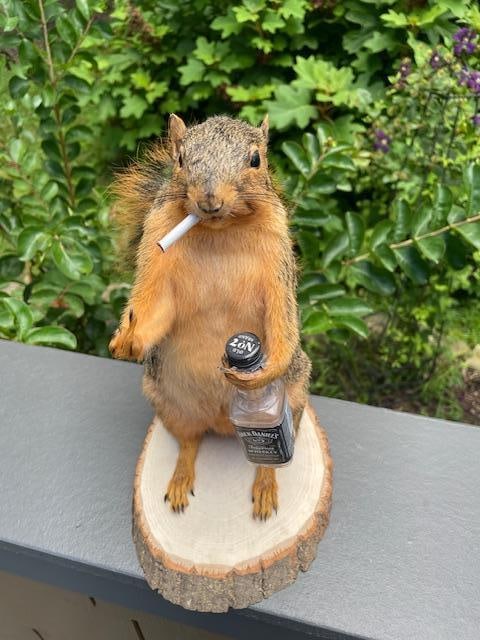 *New* Little Smoking and Jack Daniel Drinking SQUIRREL flipping "the bird" on a Log Slice Base - 2