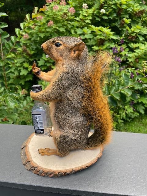 *New* Little Smoking and Jack Daniel Drinking SQUIRREL flipping "the bird" on a Log Slice Base - 3