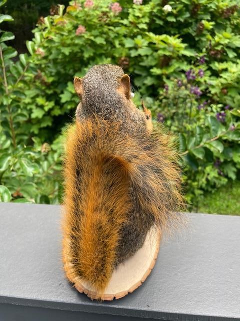 *New* Little Smoking and Jack Daniel Drinking SQUIRREL flipping "the bird" on a Log Slice Base - 4