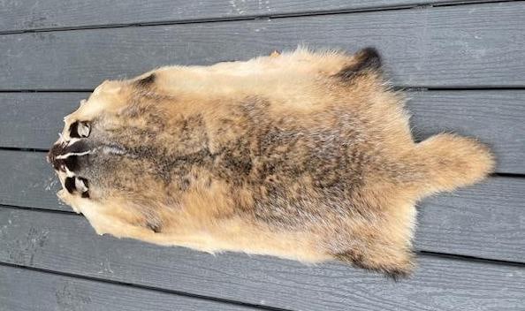 *New* Soft and Tanned XXL North American BADGER Hide, Fur, or Skin - 2