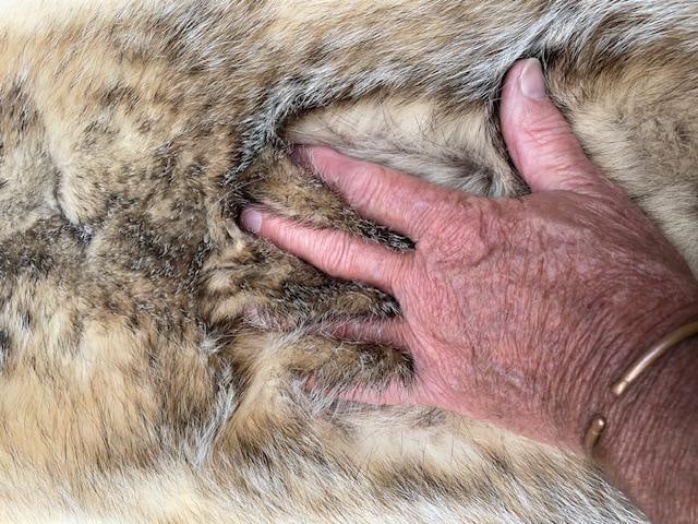 *New* Soft and Tanned XXL North American BADGER Hide, Fur, or Skin - 3