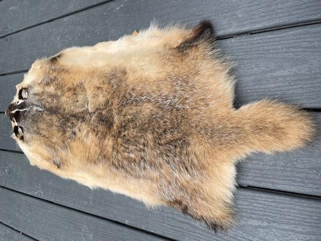 *New* Soft and Tanned XXL North American BADGER Hide, Fur, or Skin - 4